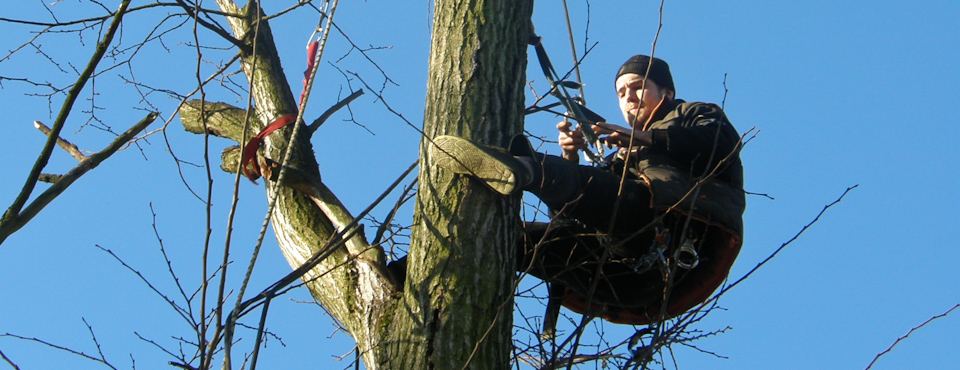 Arborista v koruně stromu